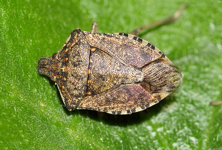 Pentatomidae: Halyomorpha halys - NUOVA PER L''ITALIA